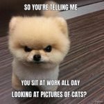 10+ Angry Dog Meme That Hilarious