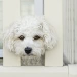 10 Anxious Dog Breeds And How to Help Them