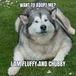 10+ Funny Fat Dog Memes