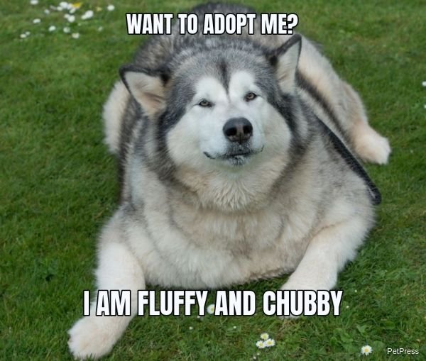 10+ Funny Fat Dog Memes