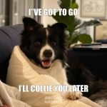 10 Humorous Border Collie Memes That Gives A Good Laugh!