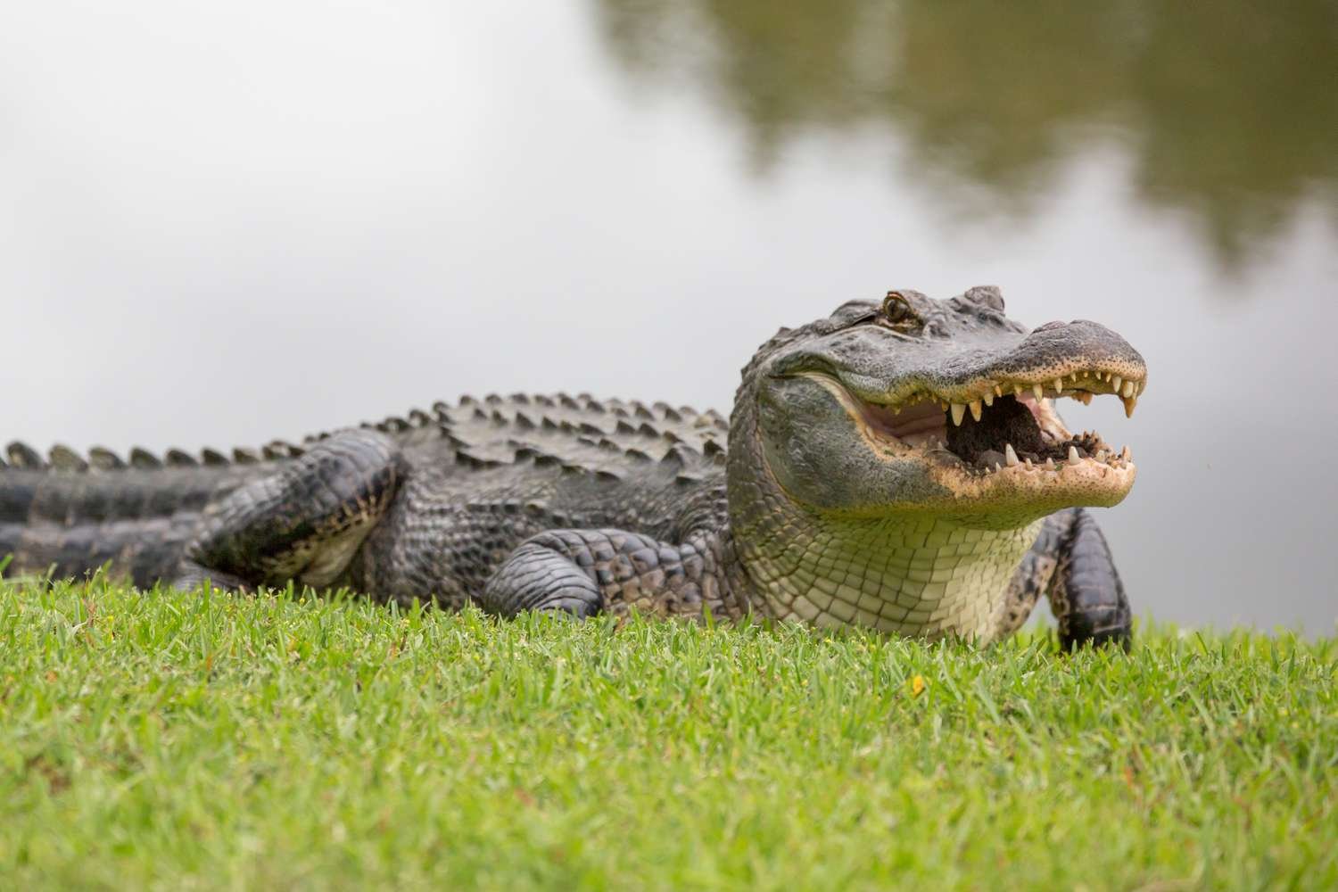 10+ Interesting Alligator Facts And Why We Should Protect Them