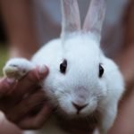 10 Large Rabbit Breeds That Make Great Pets
