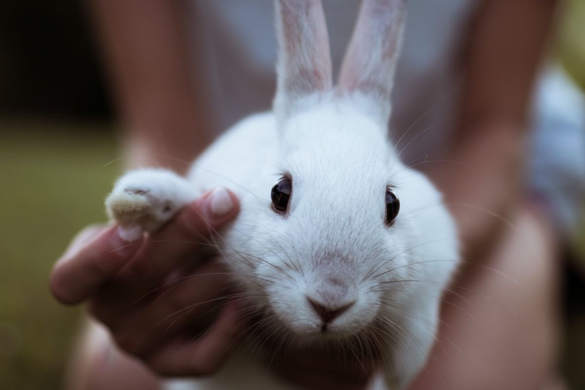 10 Large Rabbit Breeds That Make Great Pets