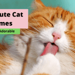 100+ Cute And Unique Ethiopian Cat Names With Beautiful Meanings