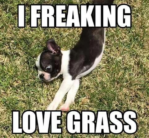 14 Extremely Funny Boston Terrier Memes