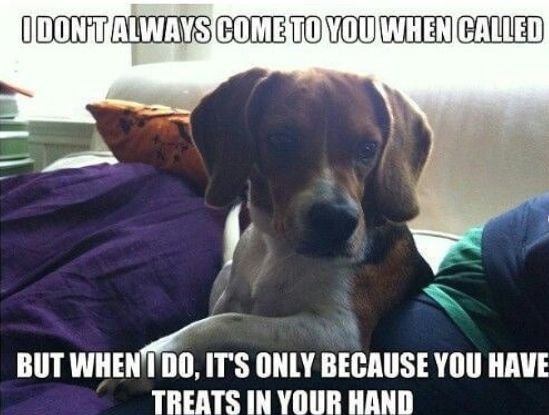 14 Funny Beagle Memes That Will Make You Smile!
