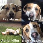 14 Funny Beagle Memes That Will Make Your Day!