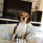 14 Funny Beagle Memes To Make Your Day