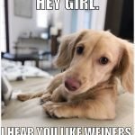 14 Funny Dachshund Memes That Will Make You Laugh!