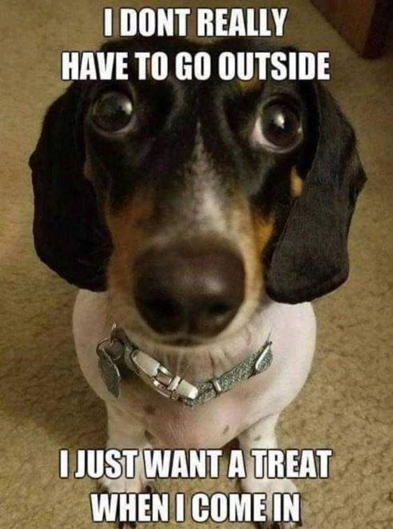 14 Funny Dachshund Memes To Cheer You Up