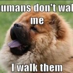 14 Funny Dog Memes That You Must Show to Your Friend Who Owns a Chow Chow