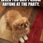 14 Funny Dog Memes That You Must Show to Your Friends Who Own Pekingeses