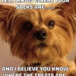 14 Funny Dog Memes That You Must Show to Your Friends Who Own Yorkies