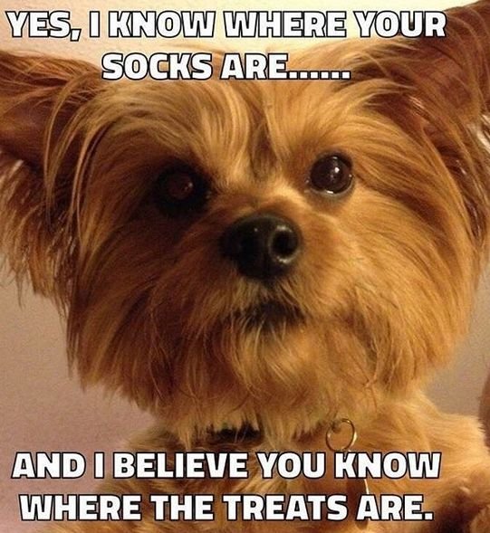 14 Funny Dog Memes That You Must Show to Your Friends Who Own Yorkies