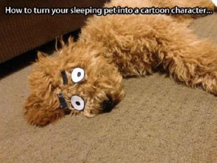 14 Funny Labradoodle Memes That Will Make Your Day Brighter!