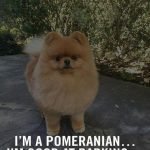 14 Funny Pomeranian Memes That Will Make You Cry Laugh