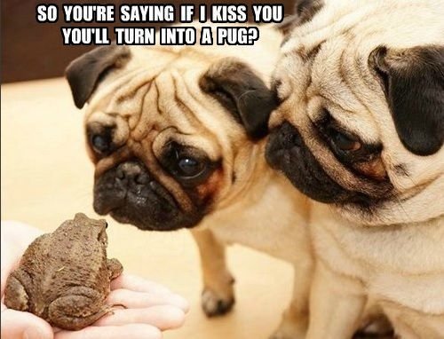 14 Funny Pug Memes That Will Make You Happy!