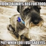 14 Funny Schnauzer Memes That Will Make Your Day!