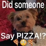 14 Funny Yorkie Memes That Will Make You Laugh!
