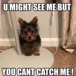 14 Funny Yorkshire Terrier Memes That Will Make You Smile!