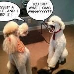 14 Hilarious Poodle Memes That Will Make You Smile