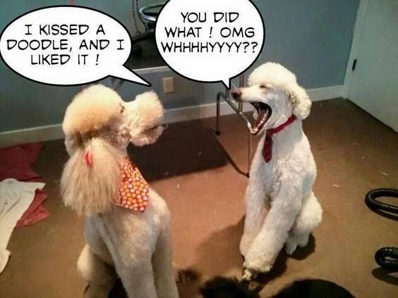 14 Hilarious Poodle Memes That Will Make You Smile