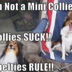 15 Funny Collie Memes That Will Make You Smile!