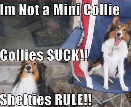 15 Funny Collie Memes That Will Make You Smile!