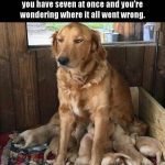 15 Funny Golden Retriever Memes That Will Make You Smile