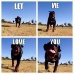 15 Funny Rottweiler Memes to Make Your Day!
