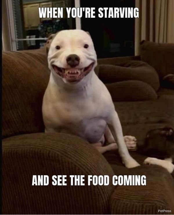 15+ Funny Smiling Dog Memes