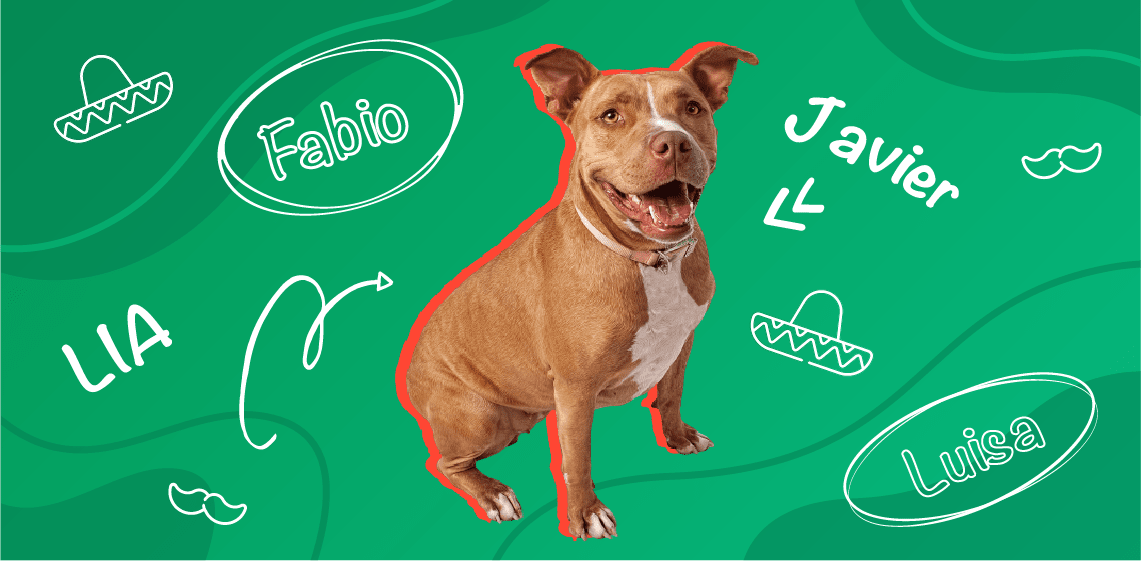 170+ Best Male Dog Names for Pit Bulls