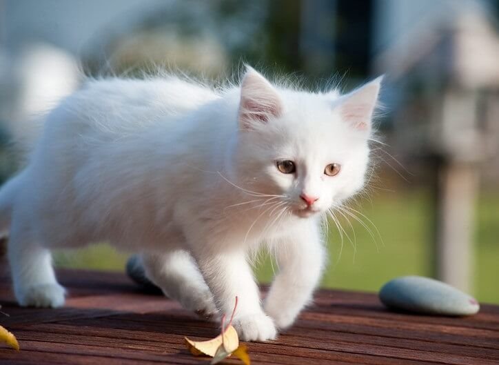 380 White Cat Names: Choose the Best Name for a White Kitten