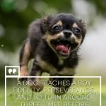 50 Funny Animal Quotes That Will Make You Laugh