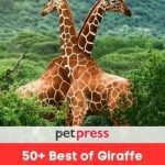 50+ Giraffe Quotes: Embracing Life’S Profound Wisdom