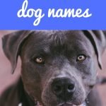 75 Strong Pitbull Dog Names for Girl Puppies