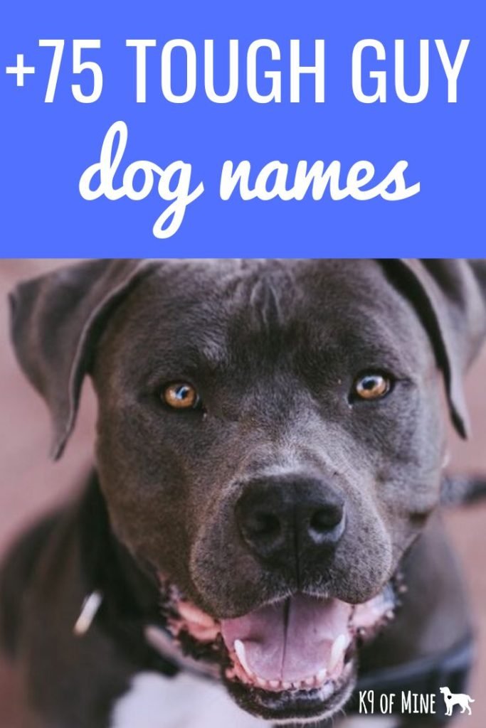 75 Strong Pitbull Dog Names for Girl Puppies - blackvelvetpets