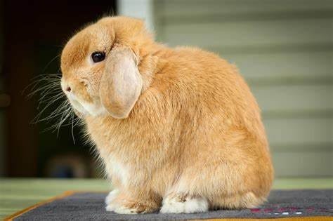 A Comprehensive Guide: The Best Rabbit Breeds for Pets