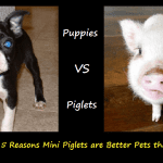Answered: Are Mini Pigs Better Than Dogs As Pets