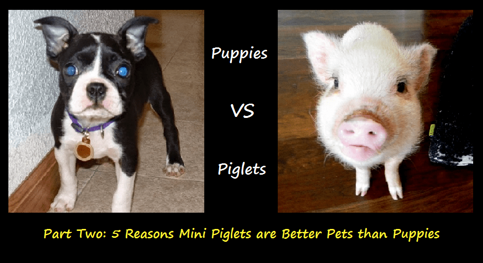 Answered: Are Mini Pigs Better Than Dogs As Pets