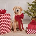 Best Dog Christmas Outfit Ideas: Making Your Pooch More Festive