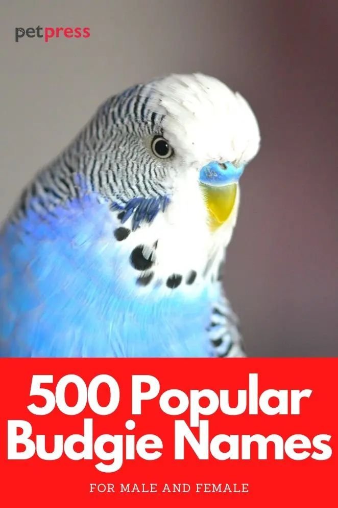 Budgie Names – The 500 Most Popular Names for Budgies