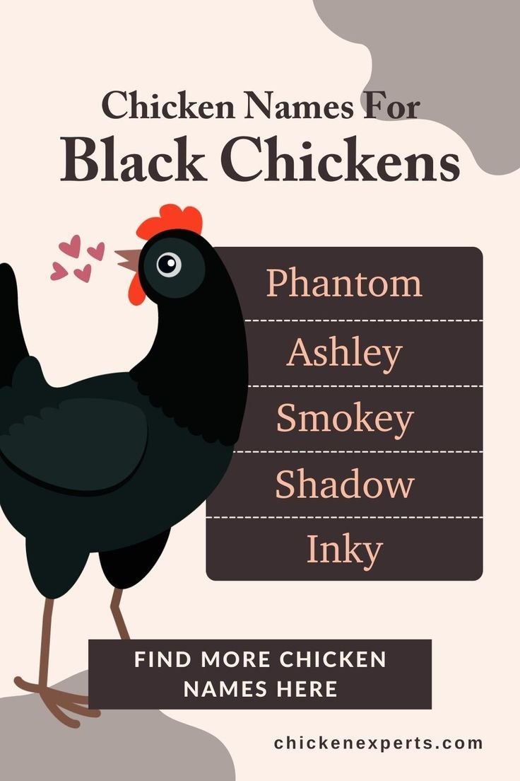 Chicken Names: The 700 Most Popular Names for Chickens