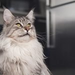 Enigma of Cats: 20+ Interesting Cat Behavior Facts