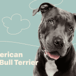 Exploring the Diversity: 5 Types of Pit Bull Dog Breeds