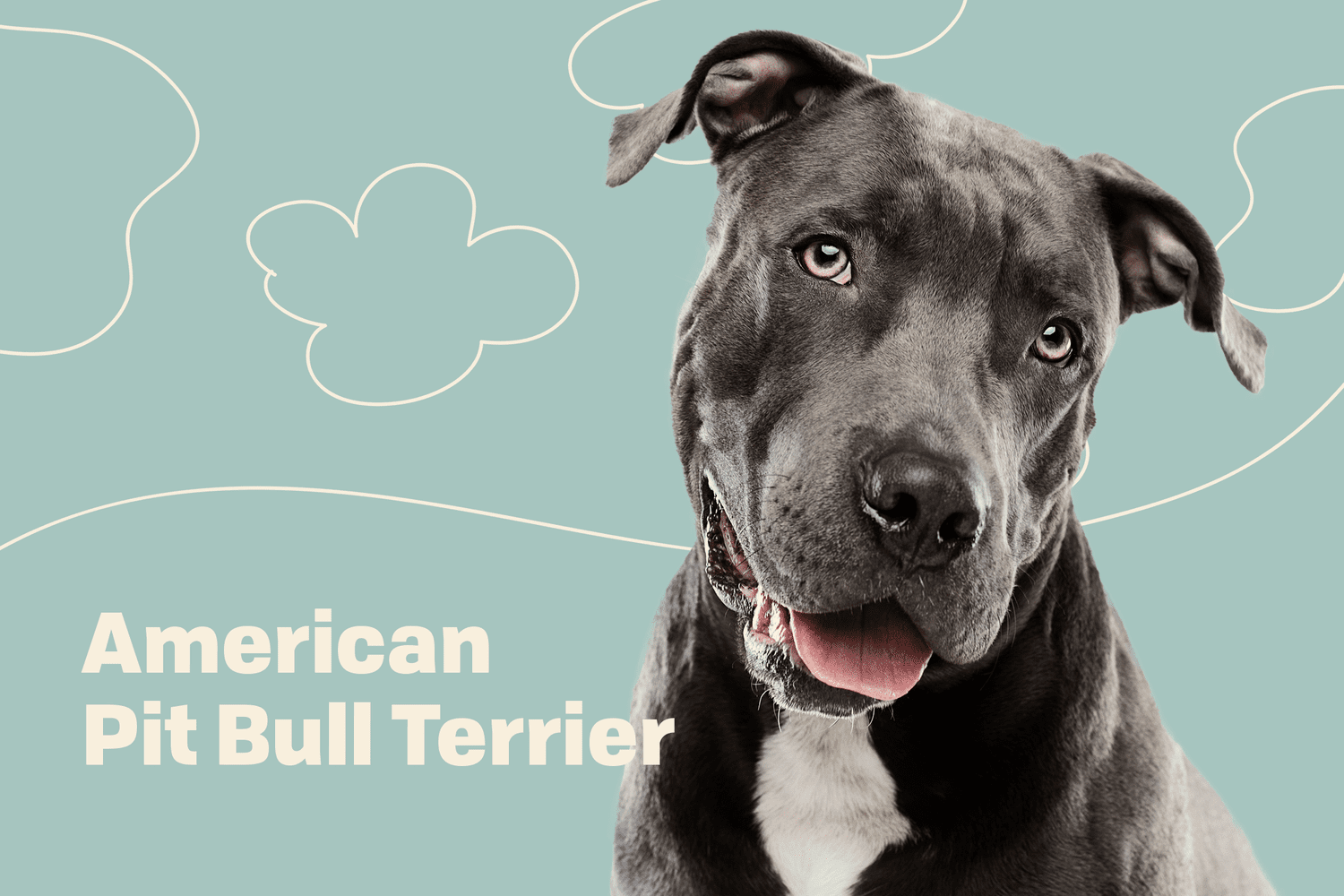 Exploring the Diversity: 5 Types of Pit Bull Dog Breeds