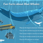 Fascinating Facts About the Largest Animals on Earth