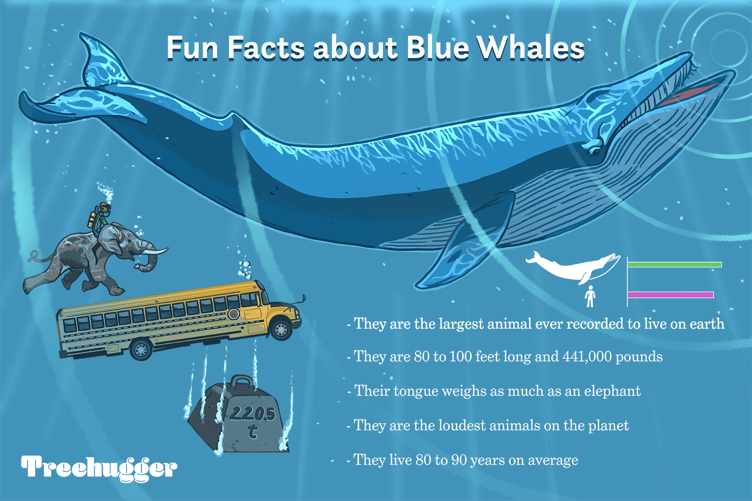 Fascinating Facts About the Largest Animals on Earth
