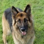 Female German Shepherd Names: 230 Great Ideas for Naming Your Girl'S Gsd Puppy